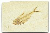 Bargain, Fossil Fish (Diplomystus) - Wyoming #367589-1
